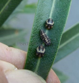 Cheilomenes sexmaculata-36