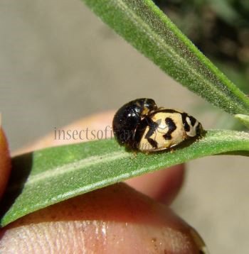 Cheilomenes sexmaculata-40