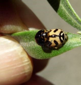 Cheilomenes sexmaculata-42