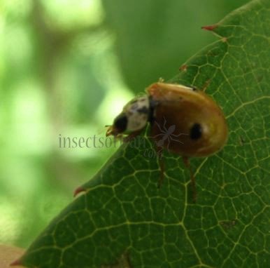 Adalia bipunctata-9