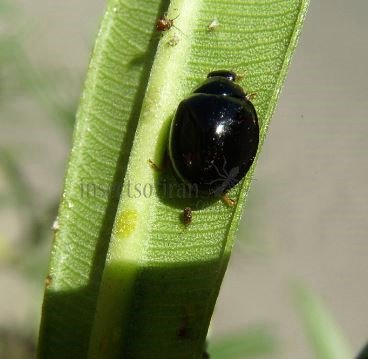 Cheilomenes sexmaculata-46