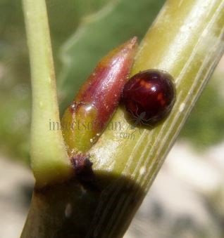 Chilocorus bipustulatu s-1