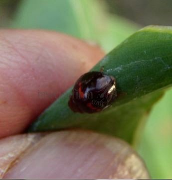 Chilocorus bipustulatus -2