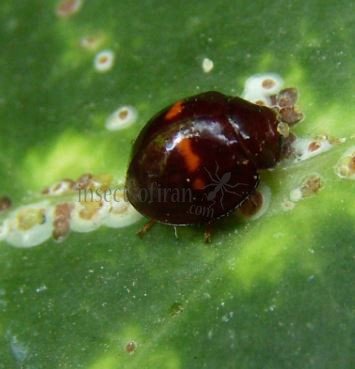 Chilocorus bipustulatus-4