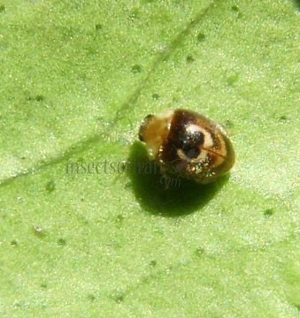 Clitostethus arcuatus-1