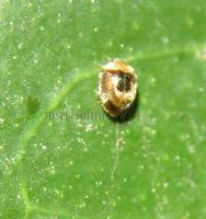 Clitostethus arcuatus-2
