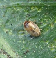 Coccidula rufa -2