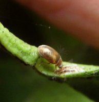 Coccidula rufa -4
