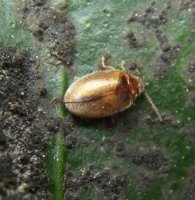 Coccidula rufa -6