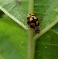 Adalia decempunctata -2