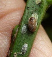 Coccidula rufa -9