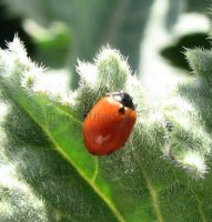 Coccinella  without punctata-1