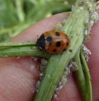 Coccinella 9-punctata-2