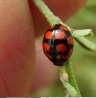 coccinella hieroglyphica -1