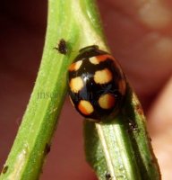 Coccinella hieroglyphica -2