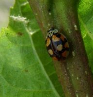 Adalia decempunctata -3