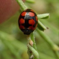 coccinella hieroglyphica-3