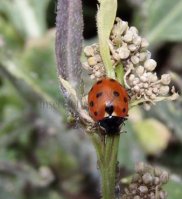 Coccinella magnifica-1