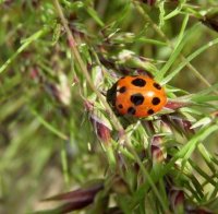 Coccinella magnifica-2