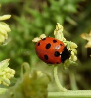 Coccinella magnifica-4