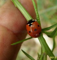 Coccinella septempunctata-1