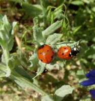 Coccinella septempunctata-2