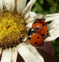 Coccinella septempunctata-3