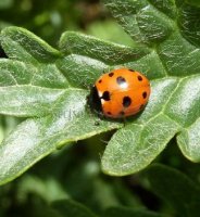 Coccinella undecimpunctata -2