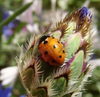 Coccinella undecimpunctata -3