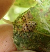 Coccinellidae -1