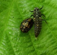 Coccinellidae-3