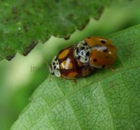 Adalia decempunctata -5