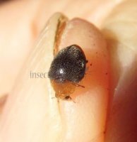 Cryptolaemus montrouzieri-1