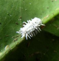 Cryptolaemus montrouzieri-6