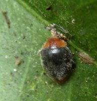 Cryptolaemus montrouzieri-8