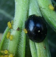 Curinus coeruleus-1