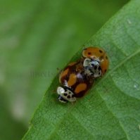Adalia decempunctata -6