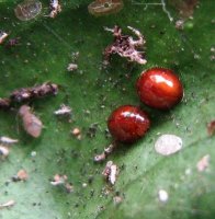 Delphastus berryi-1