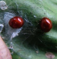 Delphastus berryi-3