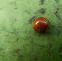 Delphastus berryi-4