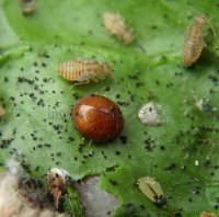 Delphastus berryi-5