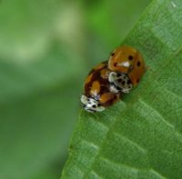 Adalia decempunctata -7