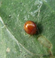 Delphastus berryi-9