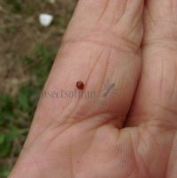 Delphastus berryi-10