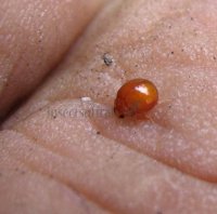 Delphastus berryi-11