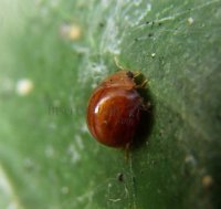 Delphastus berryi-12