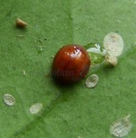 Delphastus berryi-13