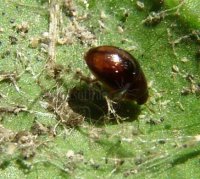 Diomus westerduijni -4