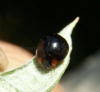 Exochomus laeviusculus -3