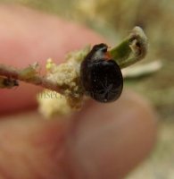 Exochomus laeviusculus -4